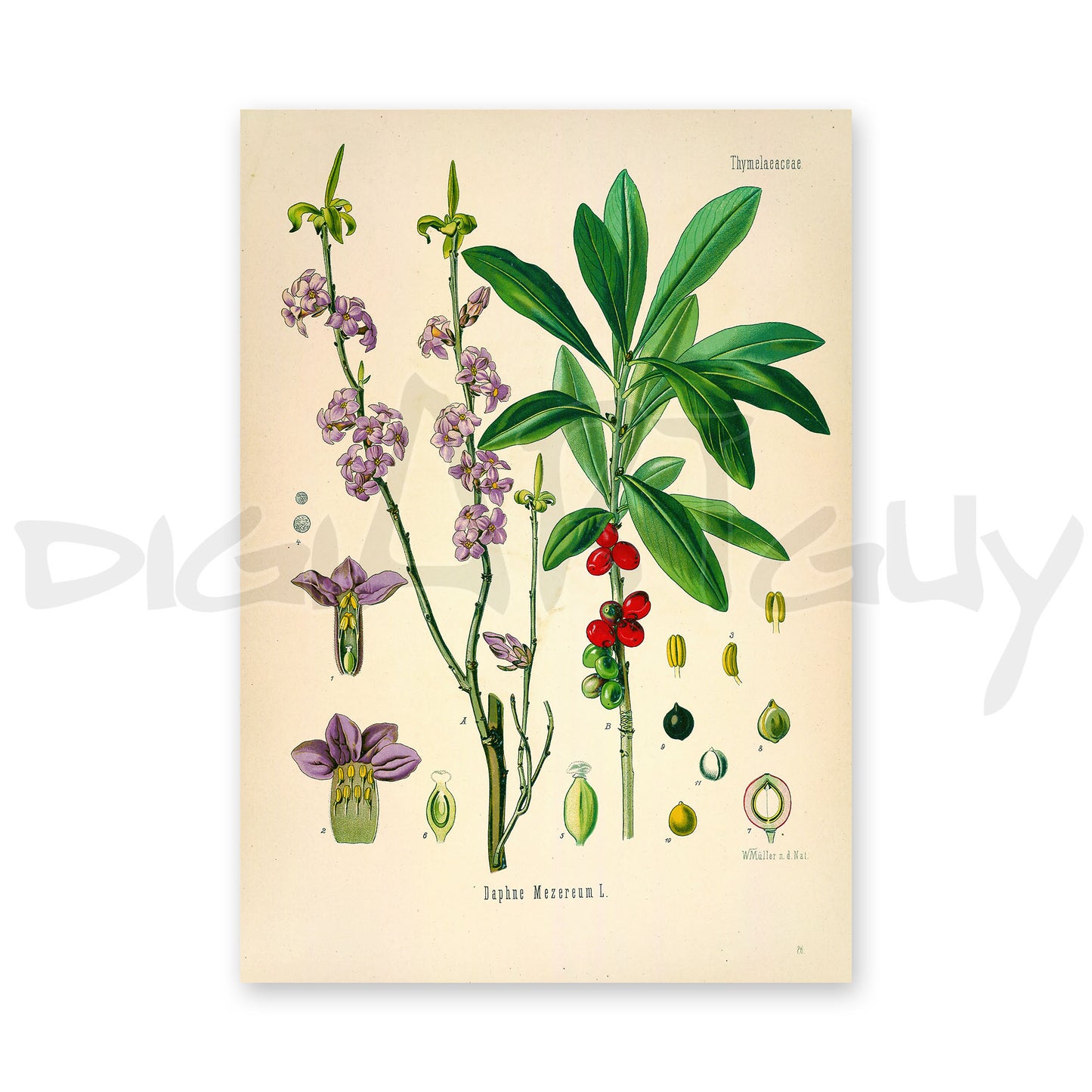 February daphne from Köhler’s Medicinal Plants / Daphne mezereum