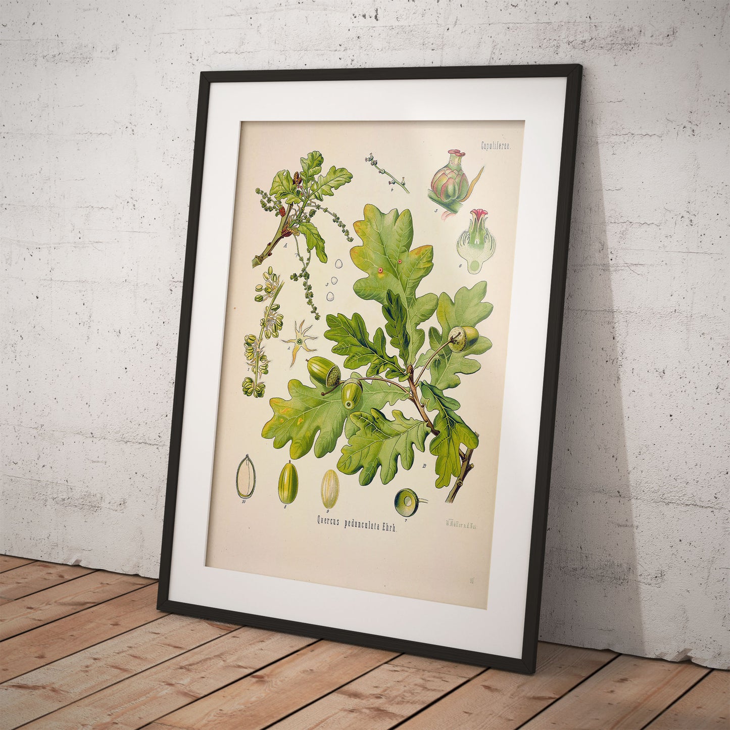 English oak from Köhler’s Medicinal Plants / Quercus robur