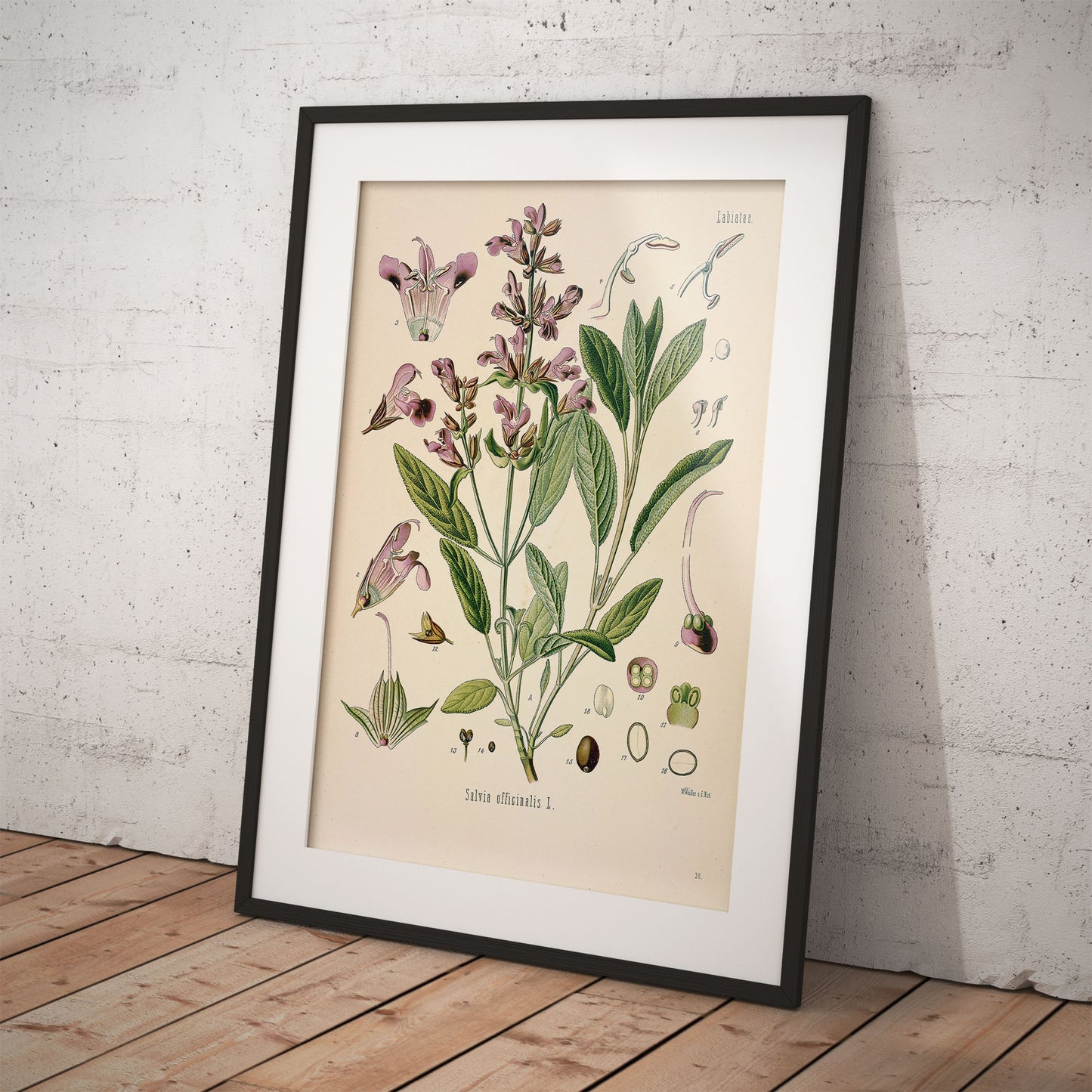 Sage from Köhler’s Medicinal Plants / Salvia officinalis
