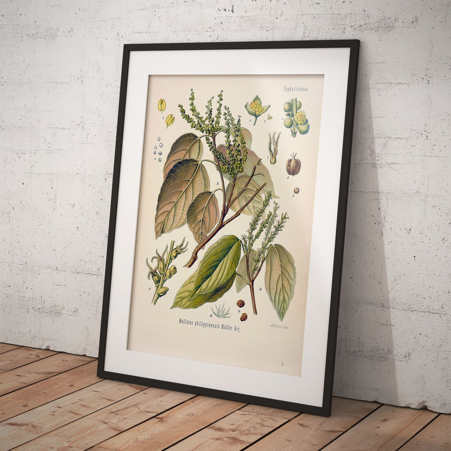 Kamala tree from Köhler’s Medicinal Plants / Mallotus philippensis