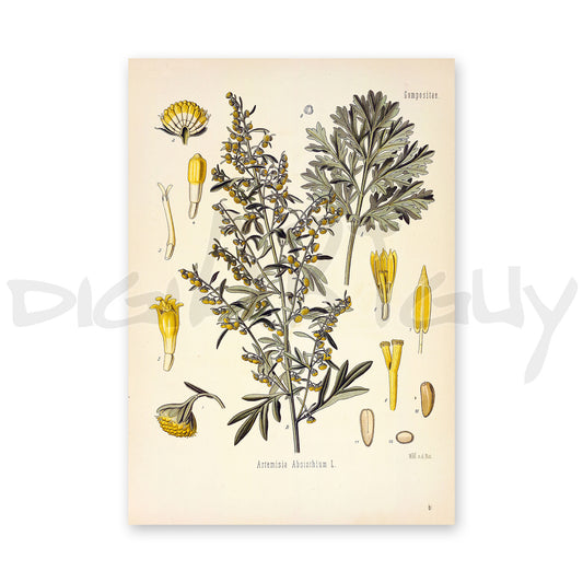 Wormwood from Köhler’s Medicinal Plants / Artemisia absinthium