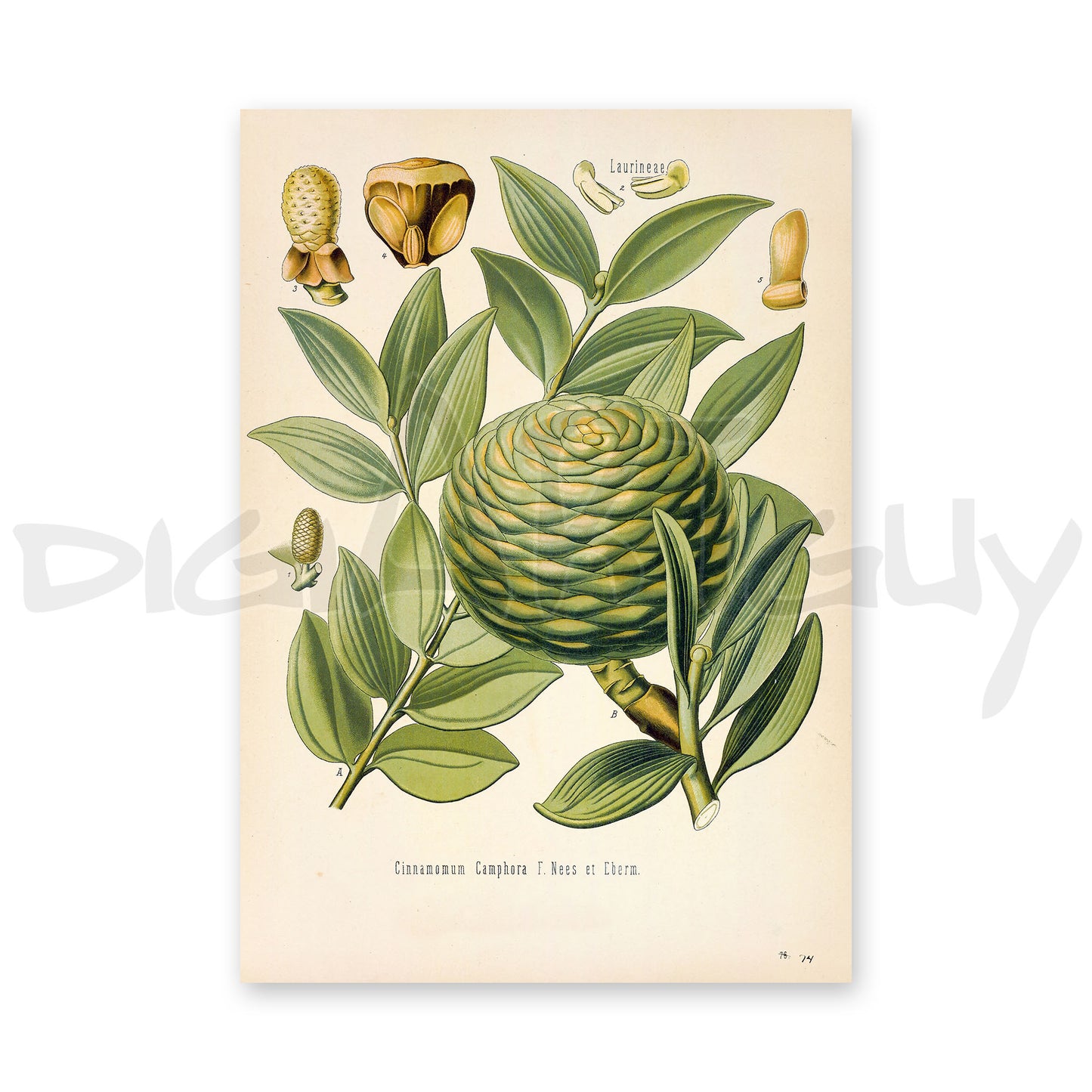 Amboina pine from Köhler’s Medicinal Plants / Agathis dammara