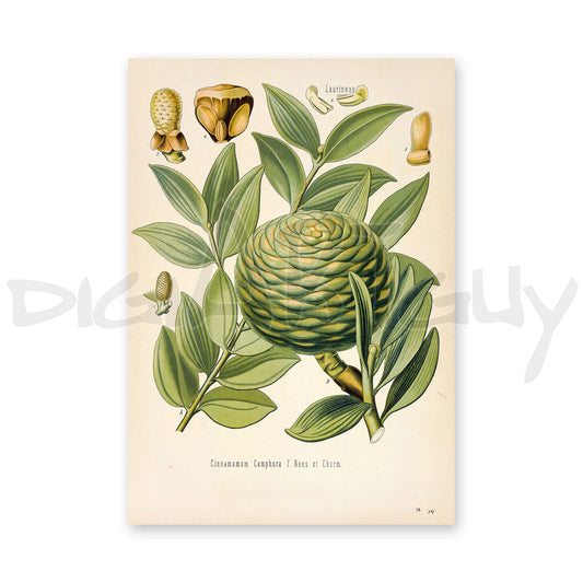 Amboina pine from Köhler’s Medicinal Plants / Agathis dammara