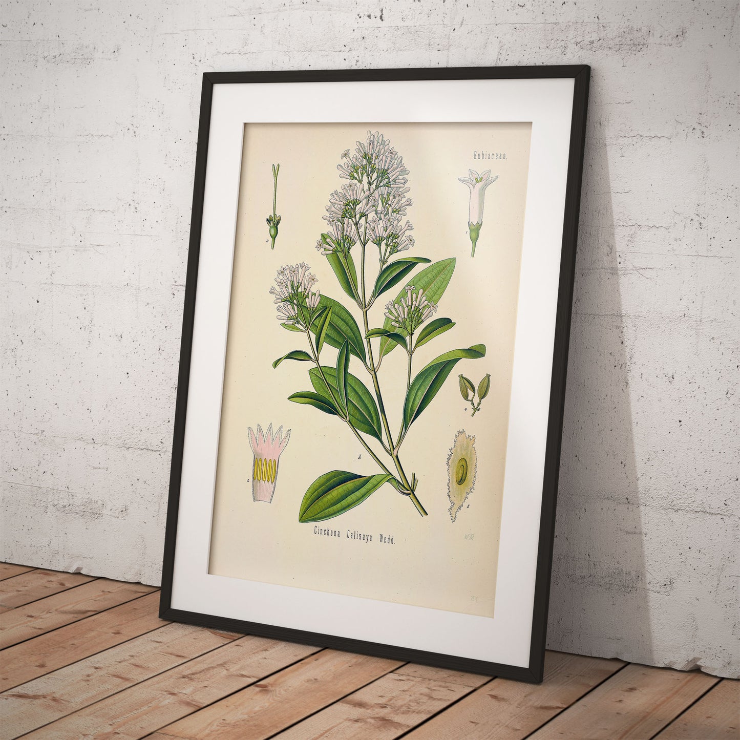 Peruvian Bark from Köhler’s Medicinal Plants / Cinchona calisaya