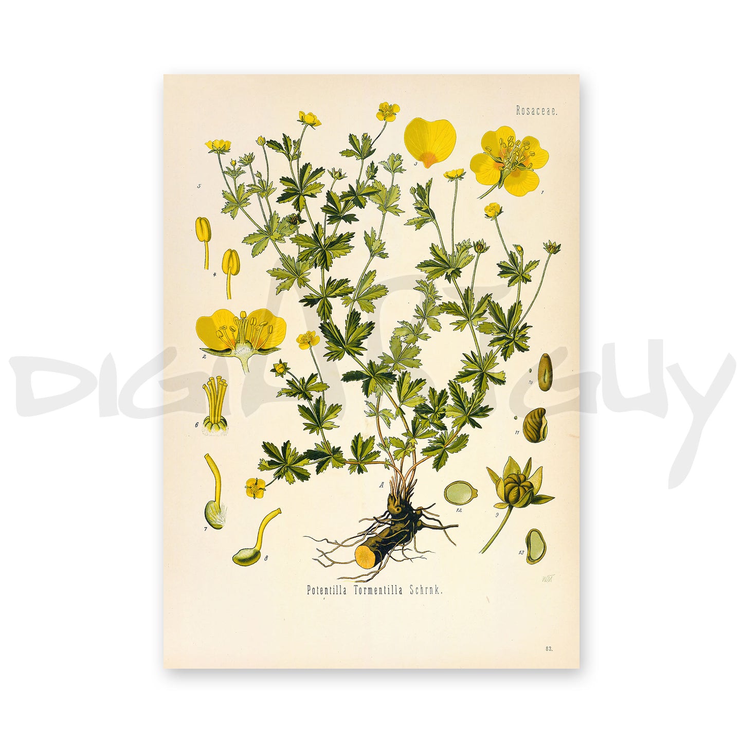 Tormentil from Köhler’s Medicinal Plants / Potentilla erecta