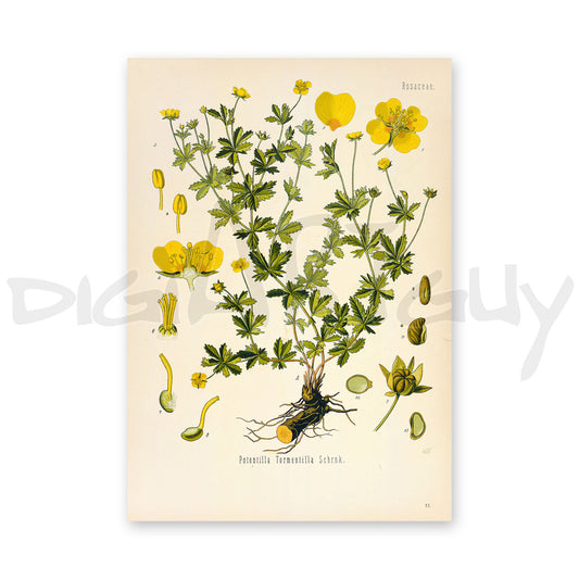 Tormentil from Köhler’s Medicinal Plants / Potentilla erecta