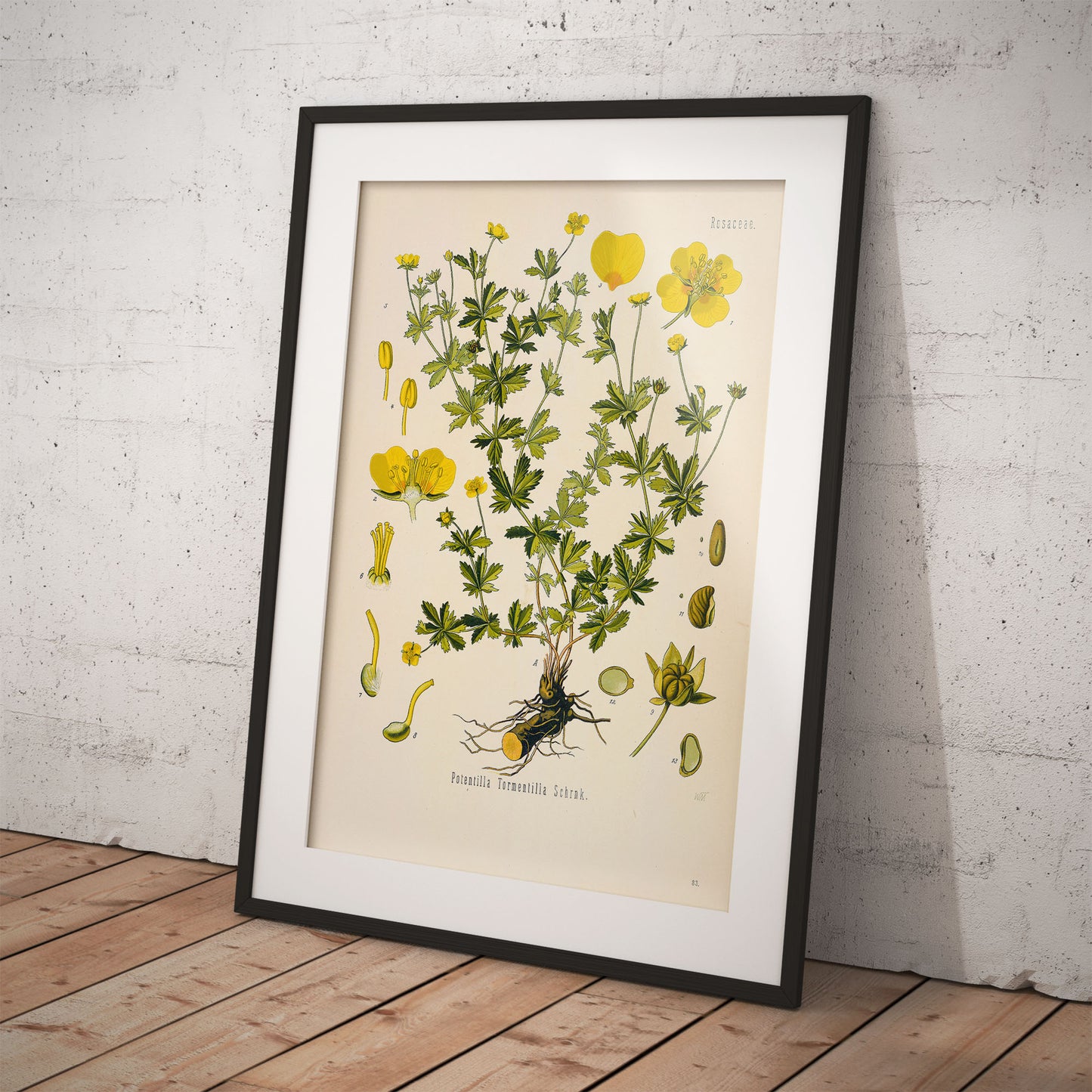 Tormentil from Köhler’s Medicinal Plants / Potentilla erecta