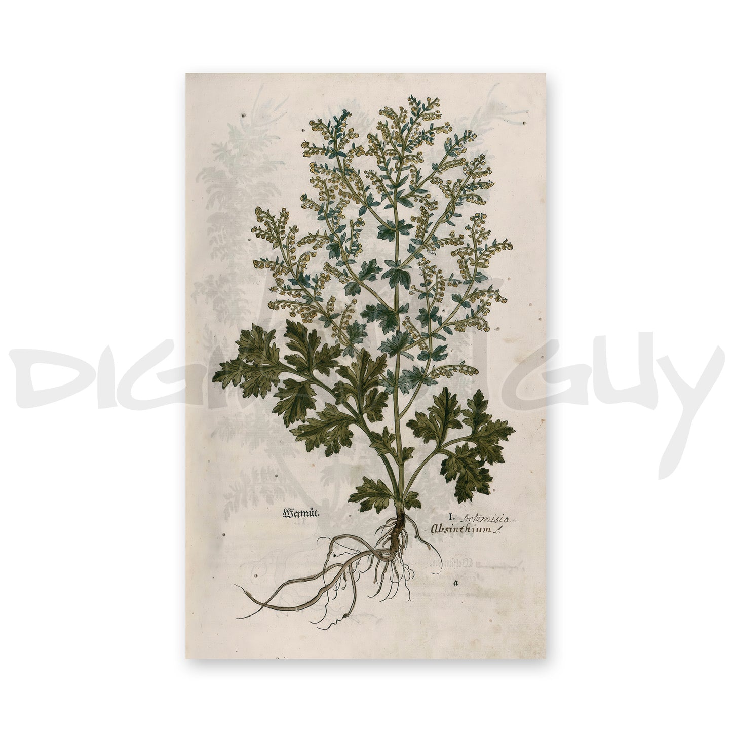 Artemisia Absinthium (Wormwood) – Leonhart Fuchs New Kreüterbuch, 1543