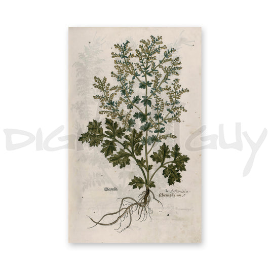 Artemisia Absinthium (Wormwood) – Leonhart Fuchs New Kreüterbuch, 1543