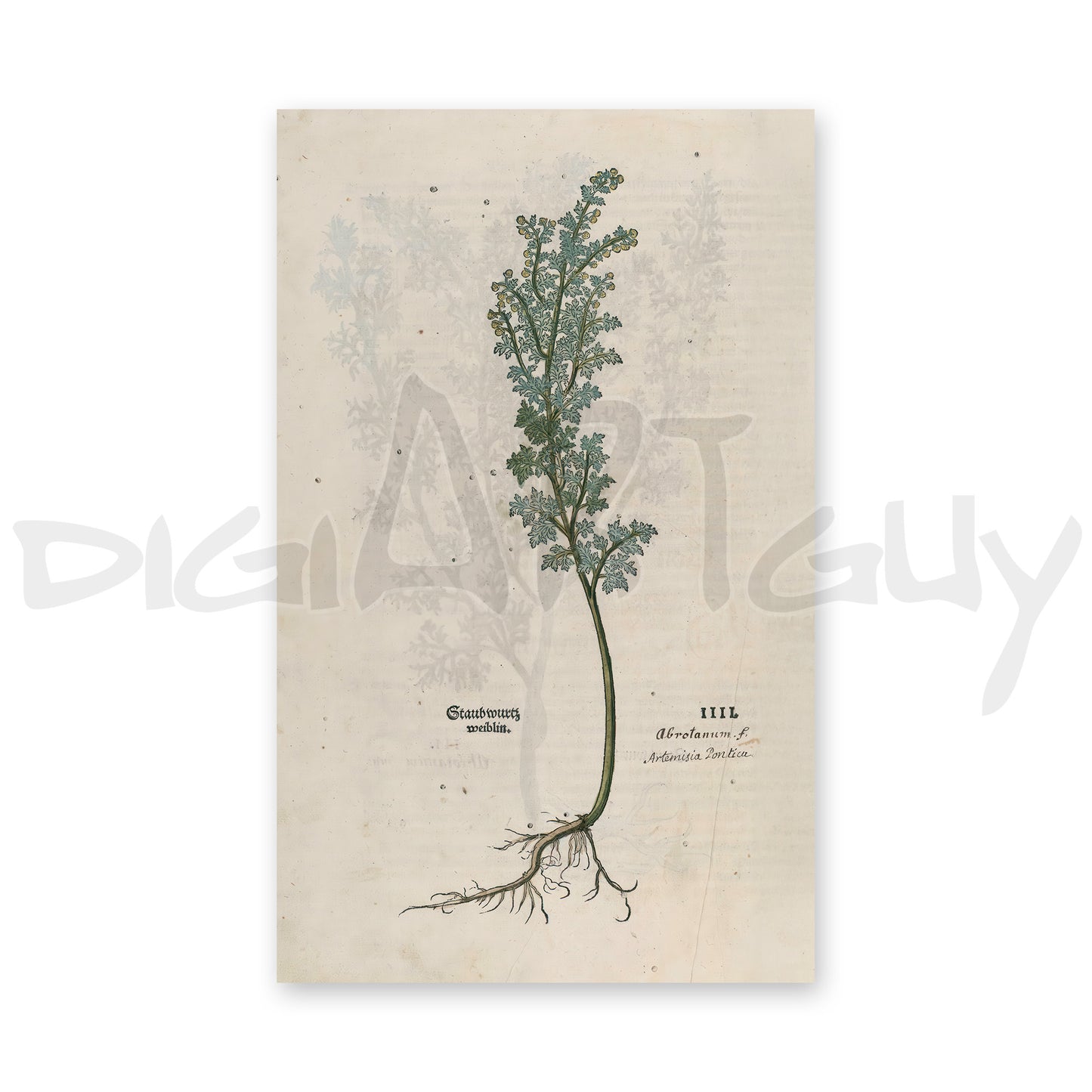 Artemisia pontica (Roman Wormwood) – Leonhart Fuchs New Kreüterbuch, 1543