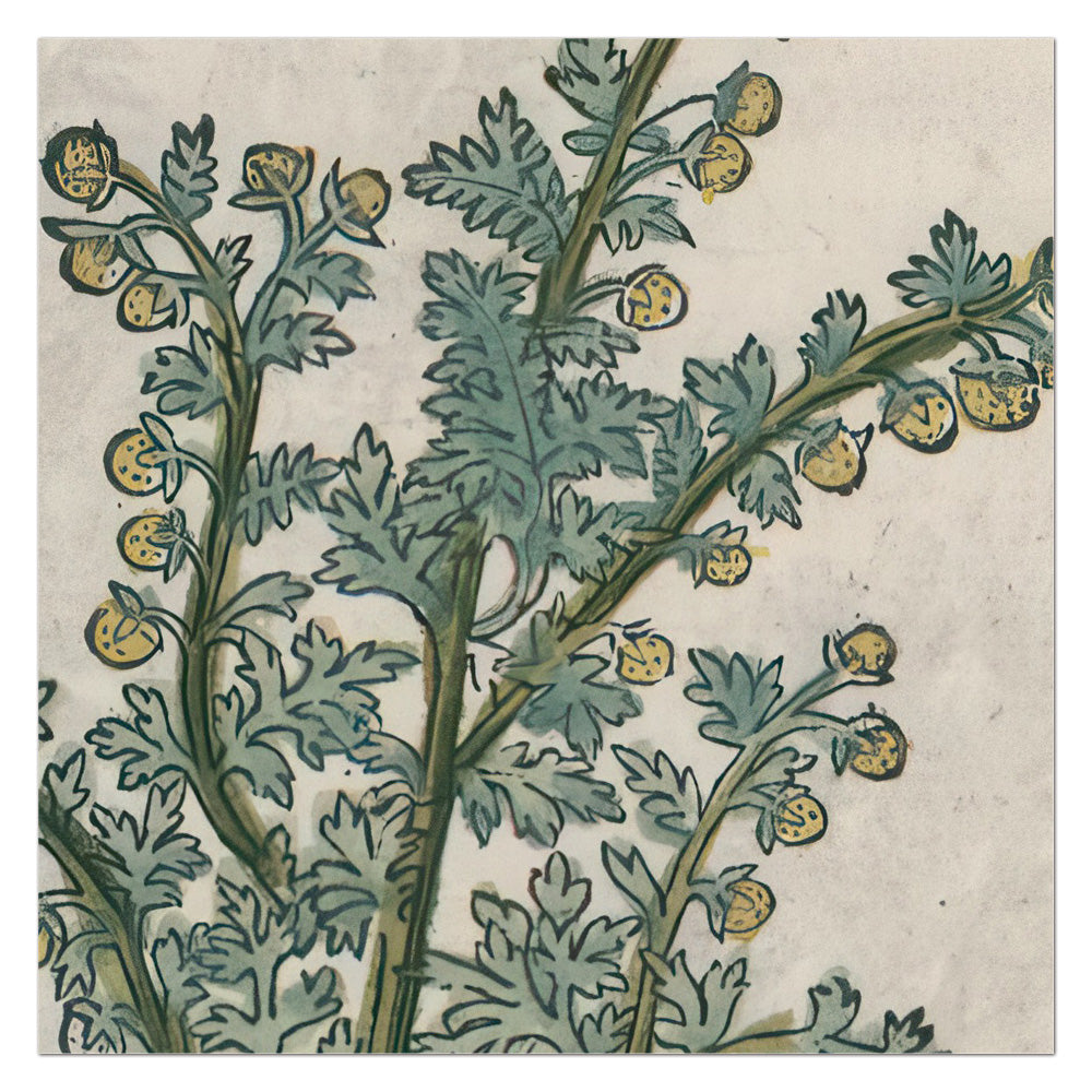 Artemisia pontica (Roman Wormwood) – Leonhart Fuchs New Kreüterbuch, 1543