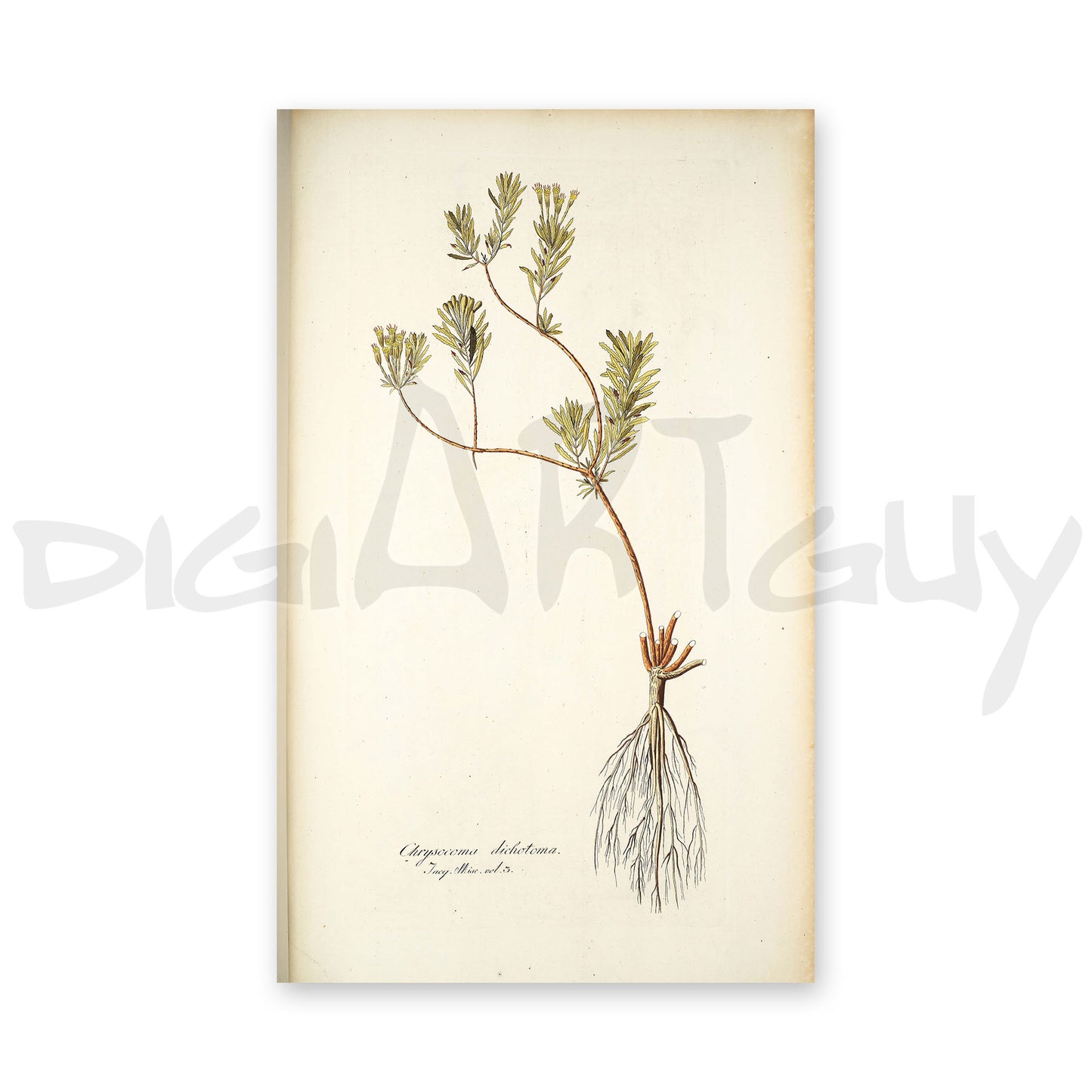 50 Illustrations of Rare Plants (Icones plantarum rariorum Vol.1 , 1781, pack 1)