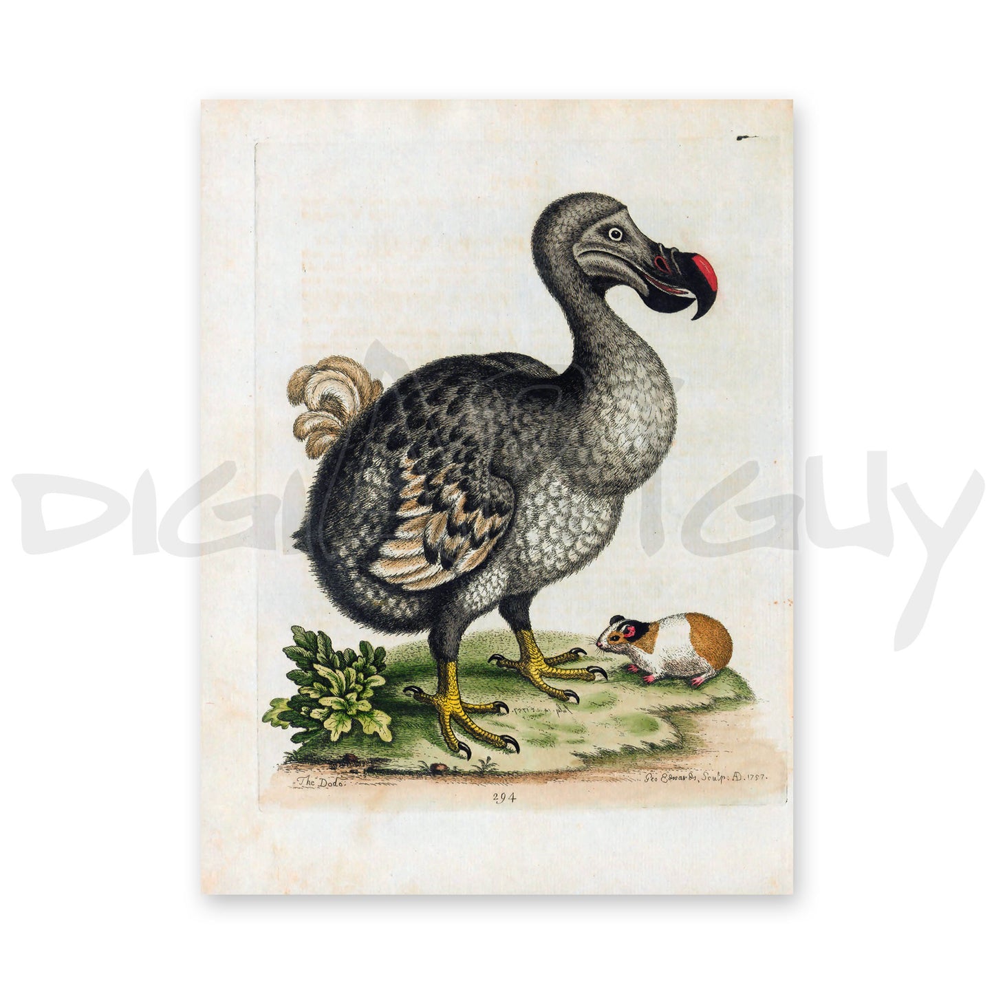 50 Beautiful images from Gleanings of Natural History, Volume 2