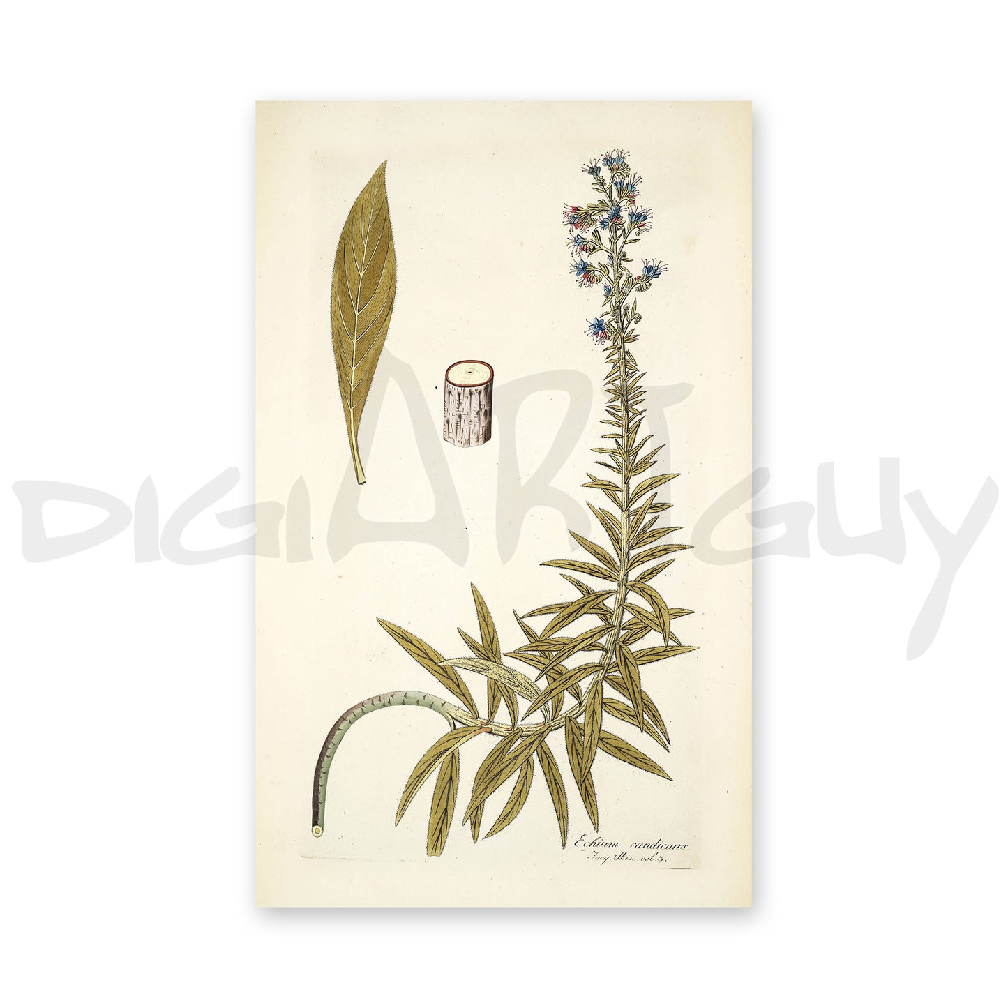 50 Illustrations of Rare Plants (Icones plantarum rariorum Vol.1 , 1781, pack 2)