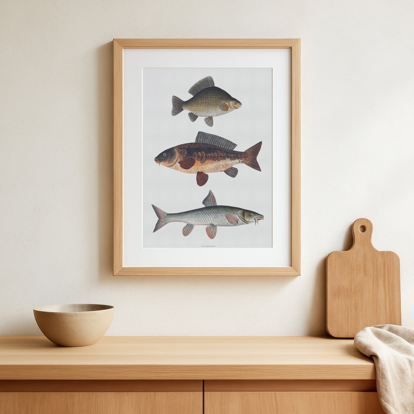 Vintage European Fish Art | Crucian Carp, Common Carp, Barbel | Digital Download | Bloch 18th Century