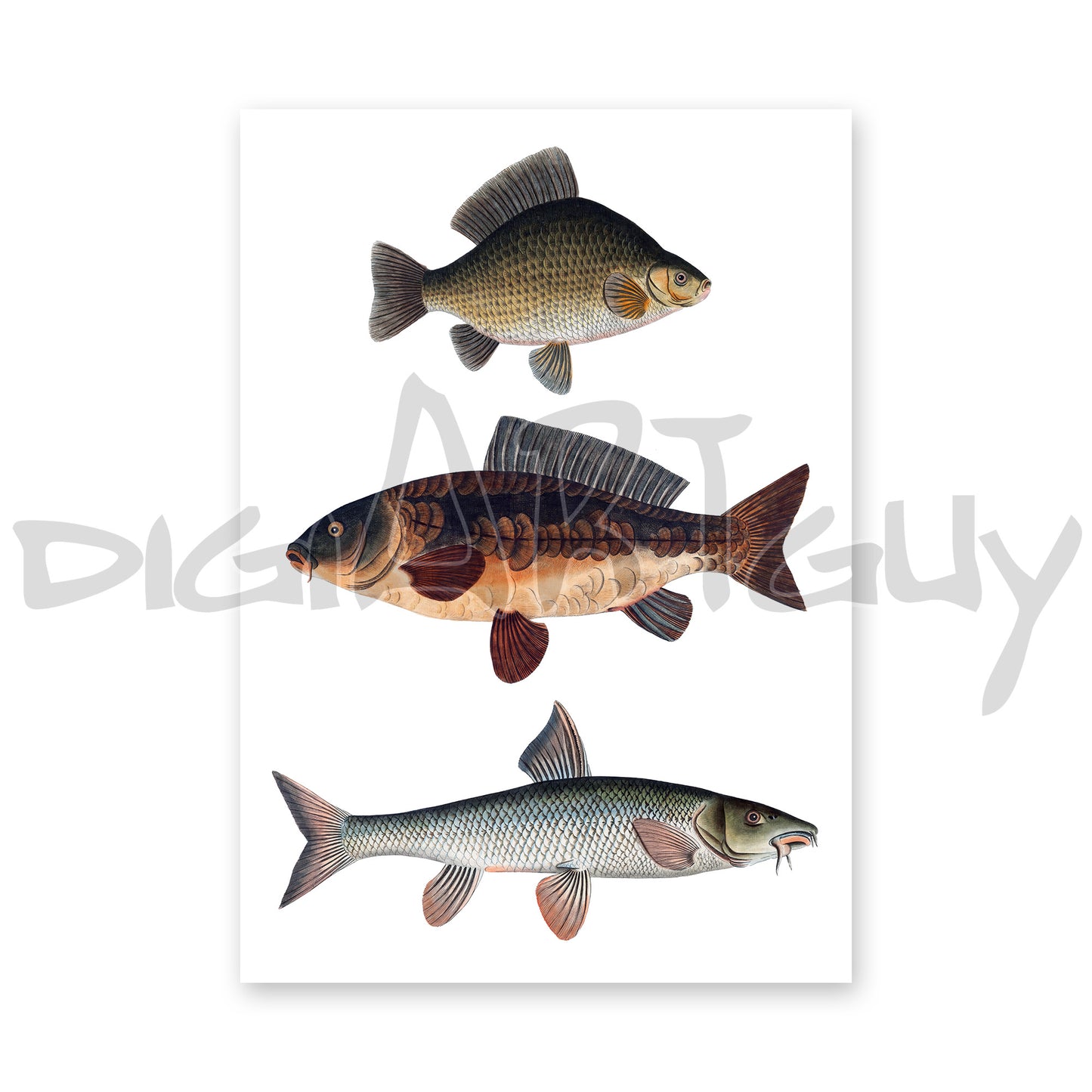 Vintage European Fish Art | Crucian Carp, Common Carp, Barbel | Digital Download | Bloch 18th Century