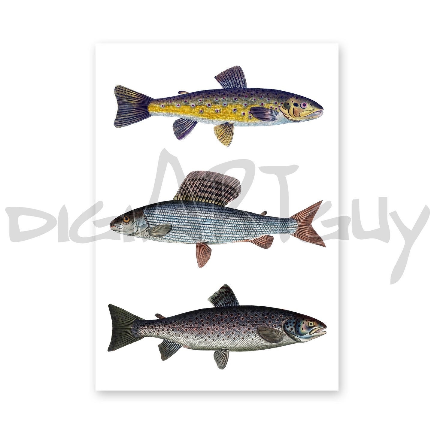 Fly Fishing Art | Stalling, Brown Trout & River Trout | Digital Download | Bloch 18th Century