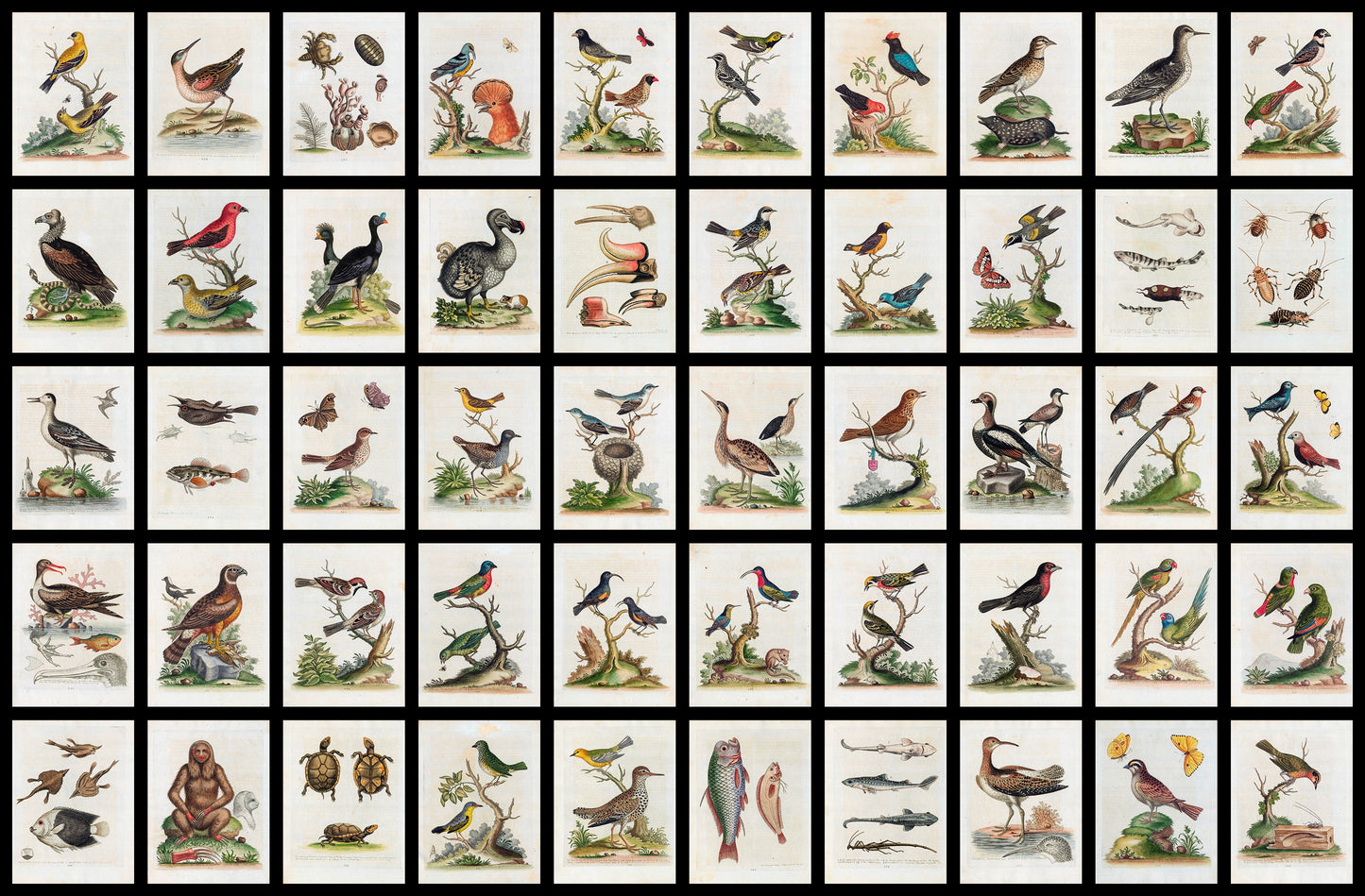 50 Beautiful images from Gleanings of Natural History, Volume 2