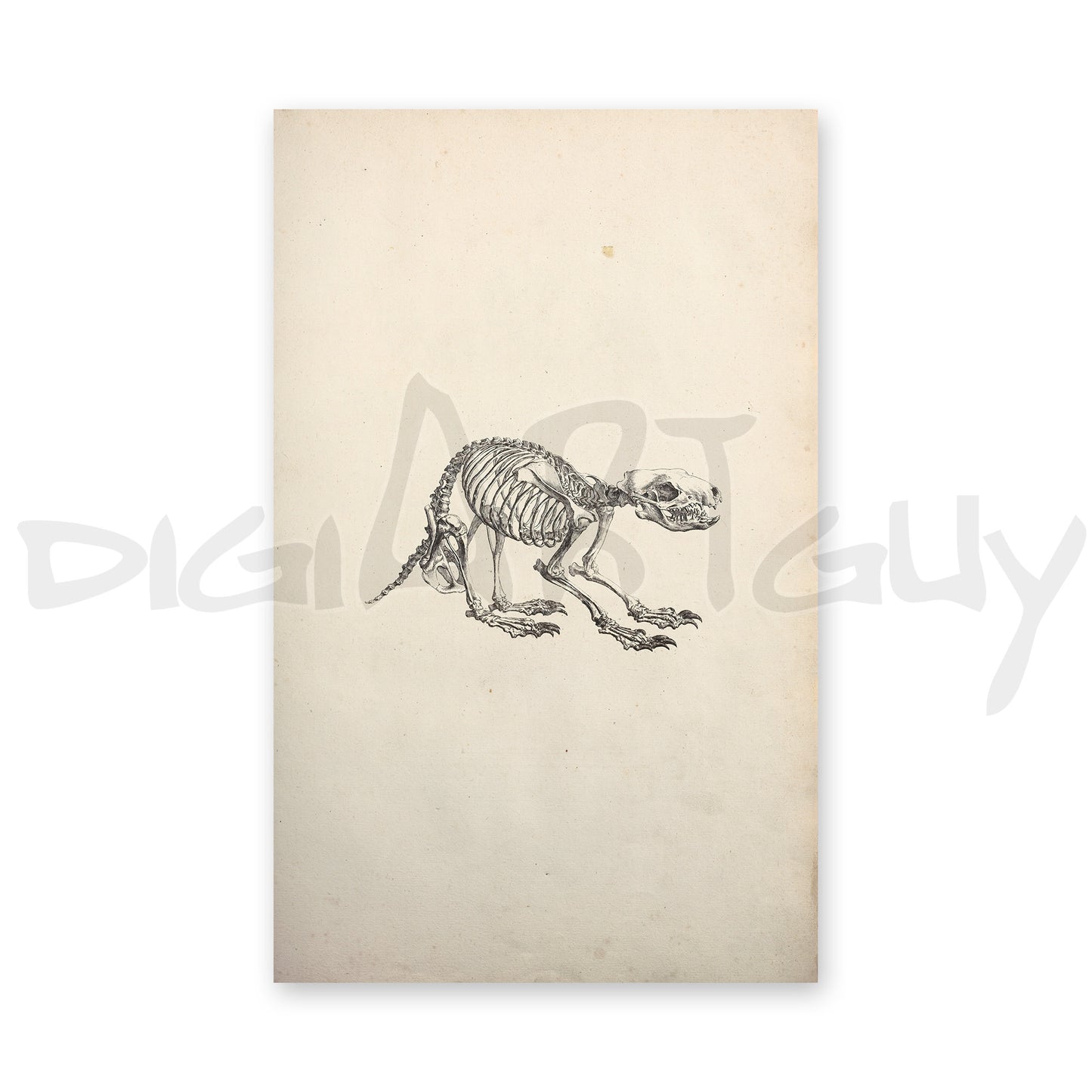 Skeleton of a hedgehog, from an old book on osteology