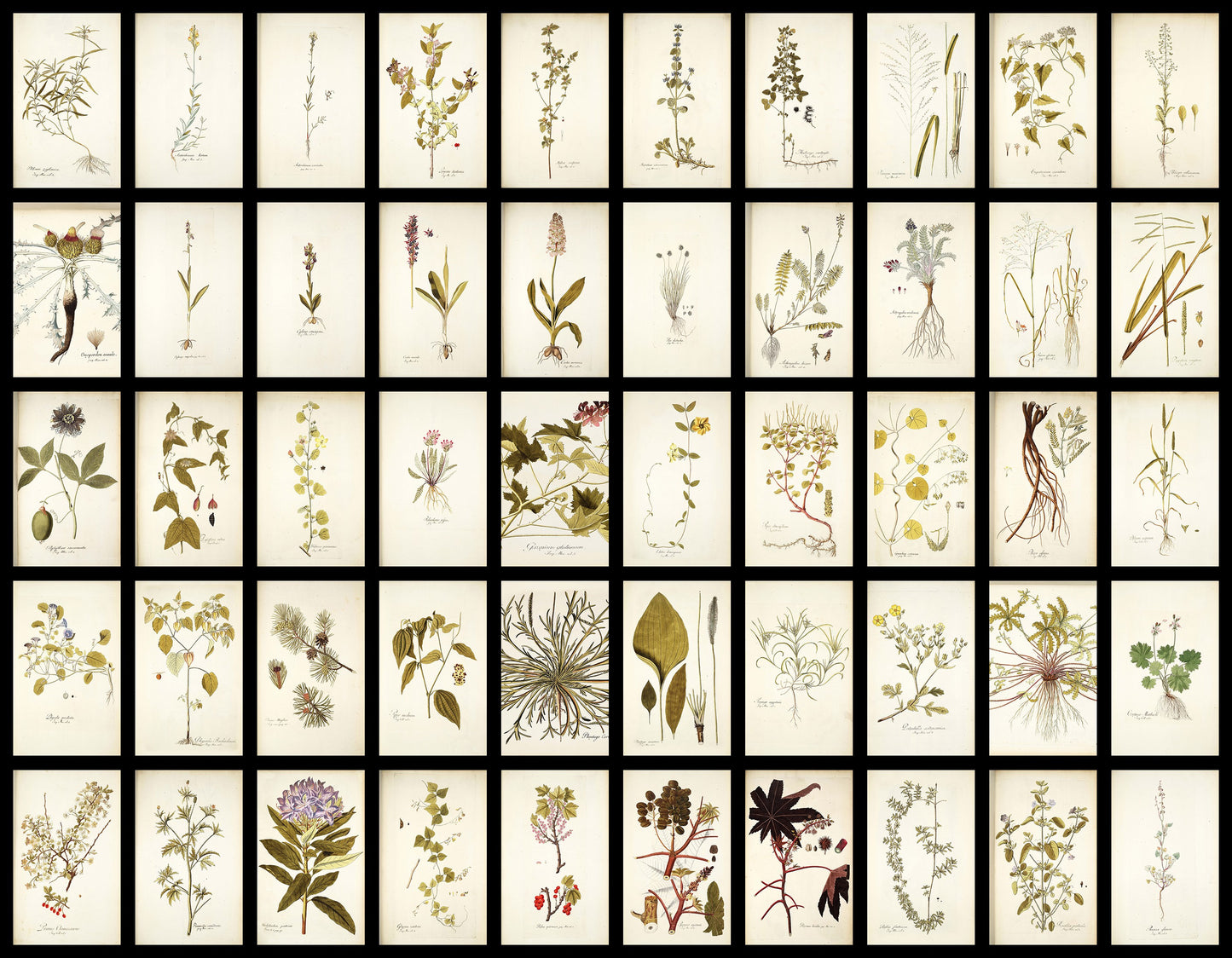 50 Illustrations of Rare Plants (Icones plantarum rariorum Vol.1 , 1781, pack 3)