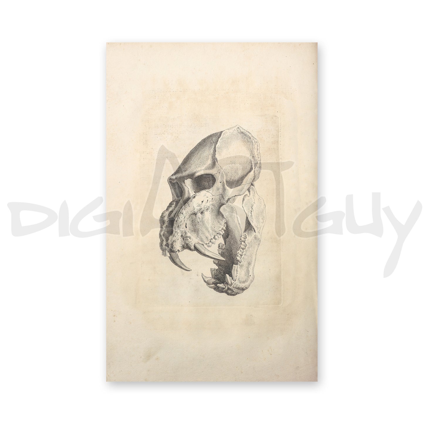 Vintage baboon skull ( Man Tyger ), from an old book on osteology
