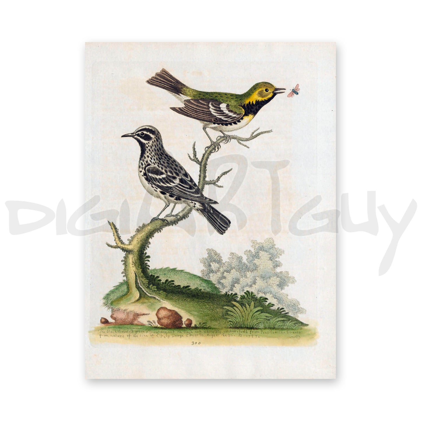 50 Beautiful images from Gleanings of Natural History, Volume 2