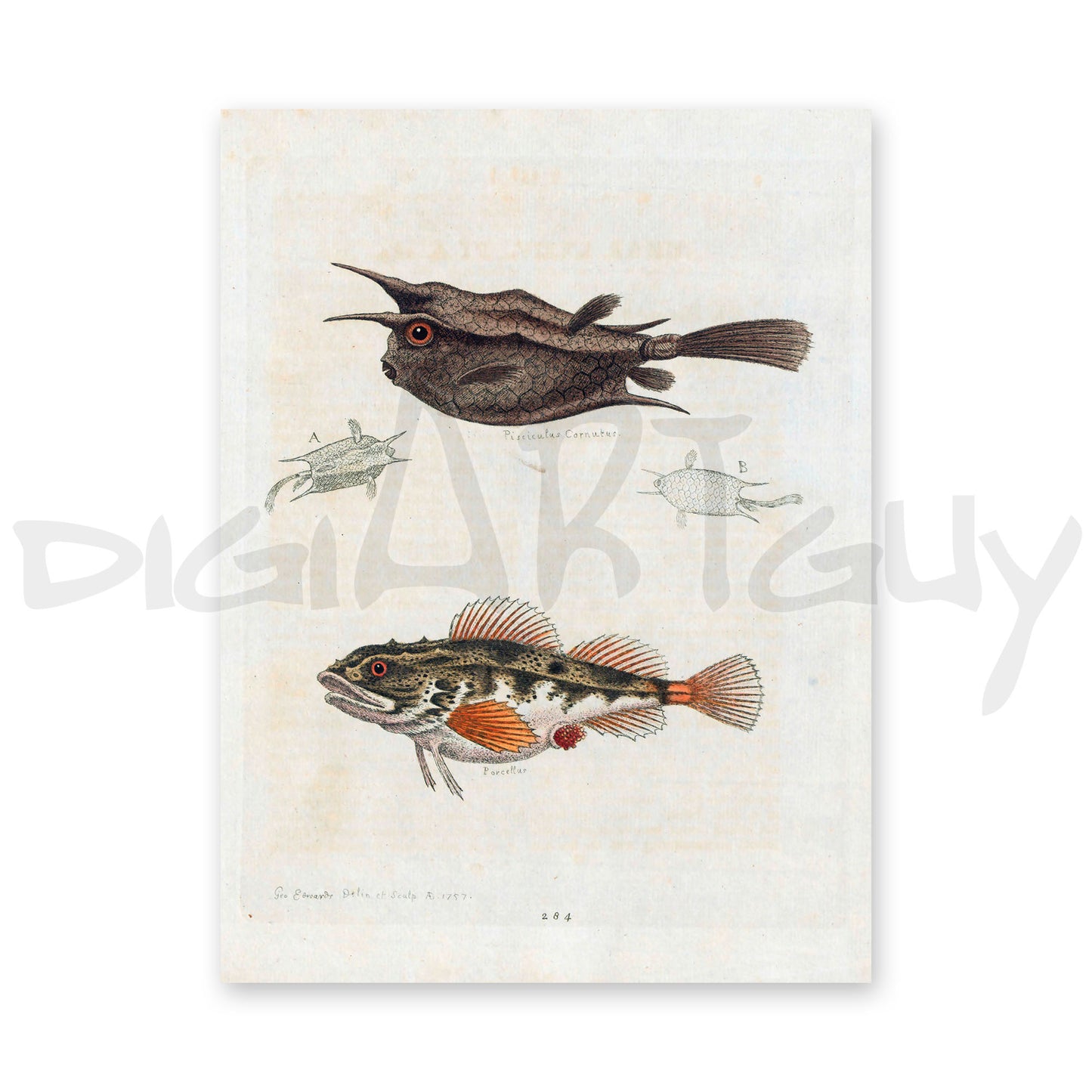 50 Beautiful images from Gleanings of Natural History, Volume 2