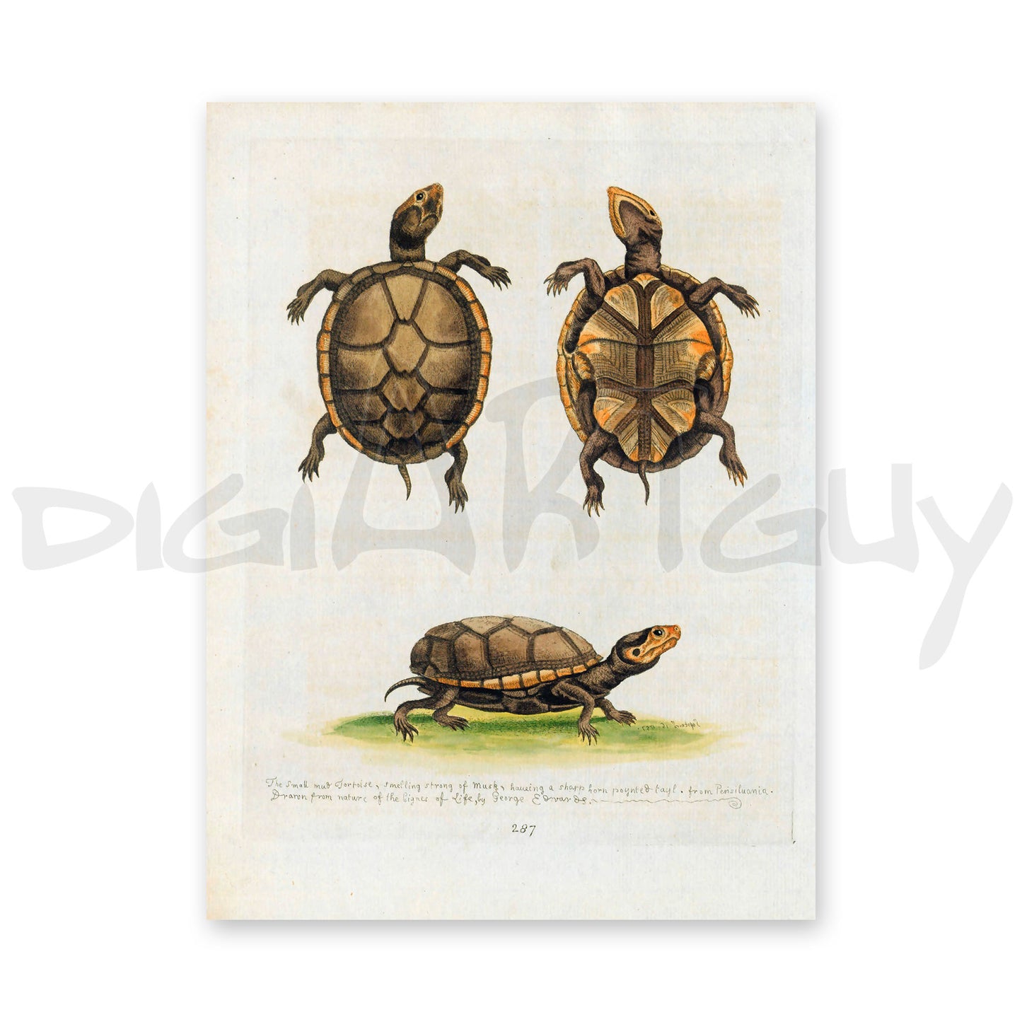 50 Beautiful images from Gleanings of Natural History, Volume 2