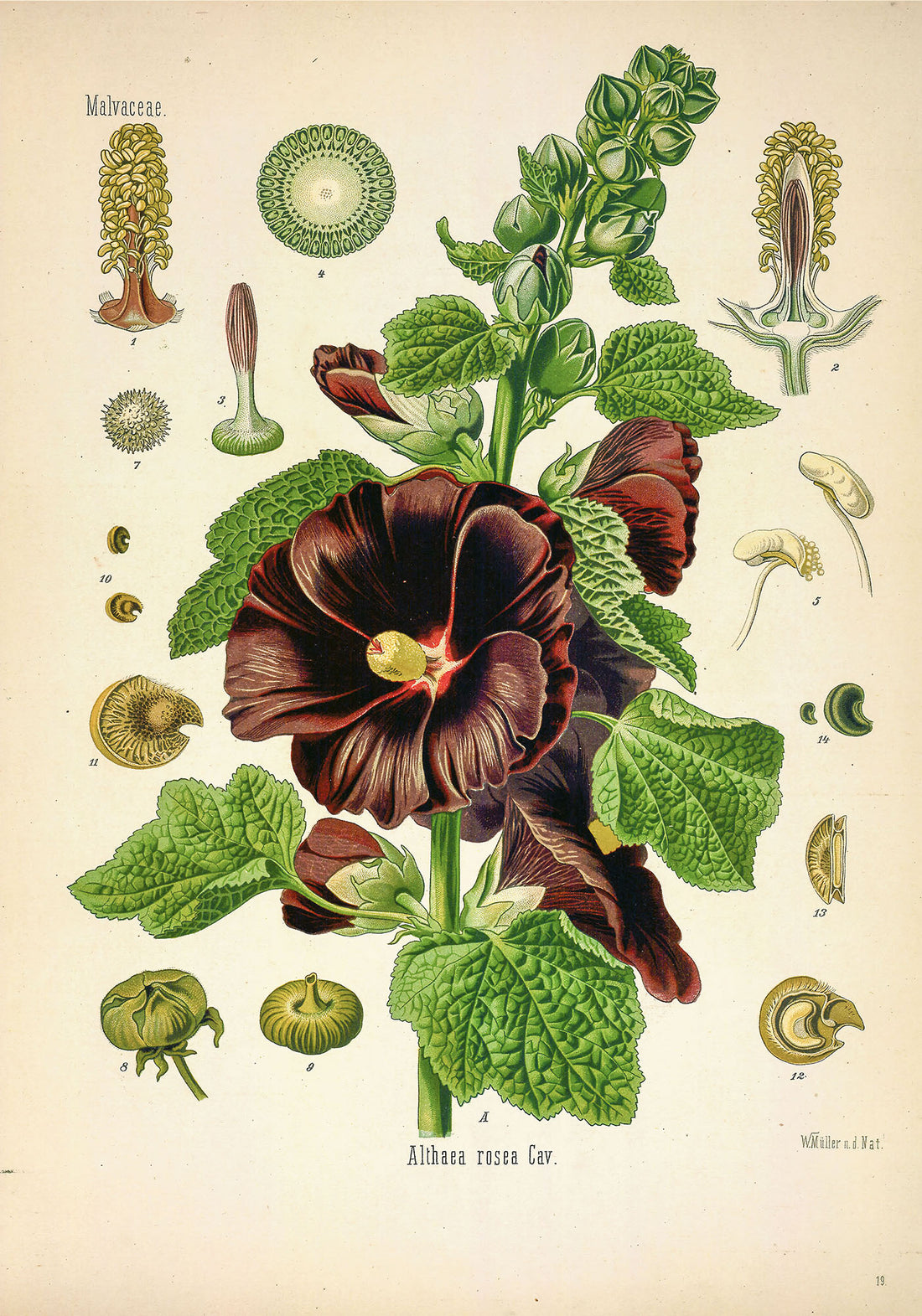 Plant illustrations from Köhler’s Medicinal Plants – Vol. 1