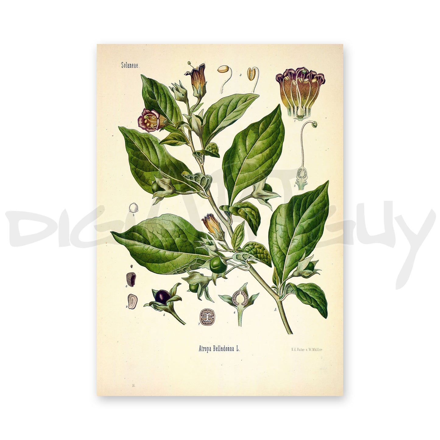 Deadly nightshade from Köhler’s Medicinal Plants / Atropa belladonna