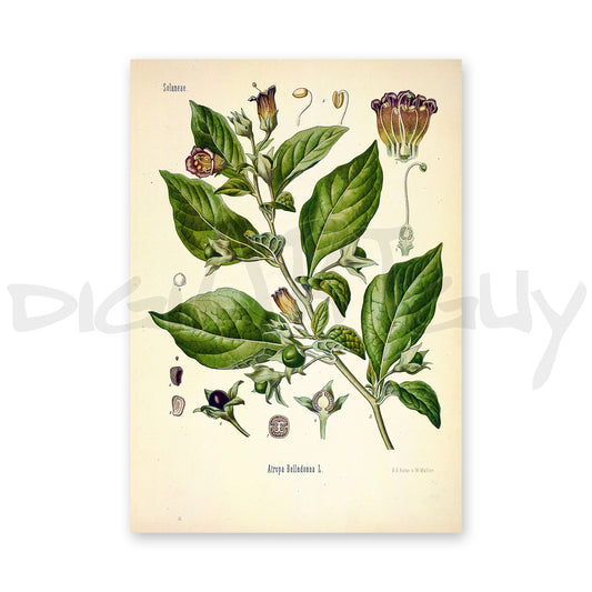 Deadly nightshade from Köhler’s Medicinal Plants / Atropa belladonna