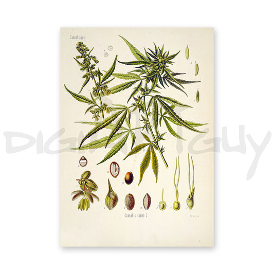 Cannabis (Hemp) from Köhler’s Medicinal Plants / Cannabis sativa