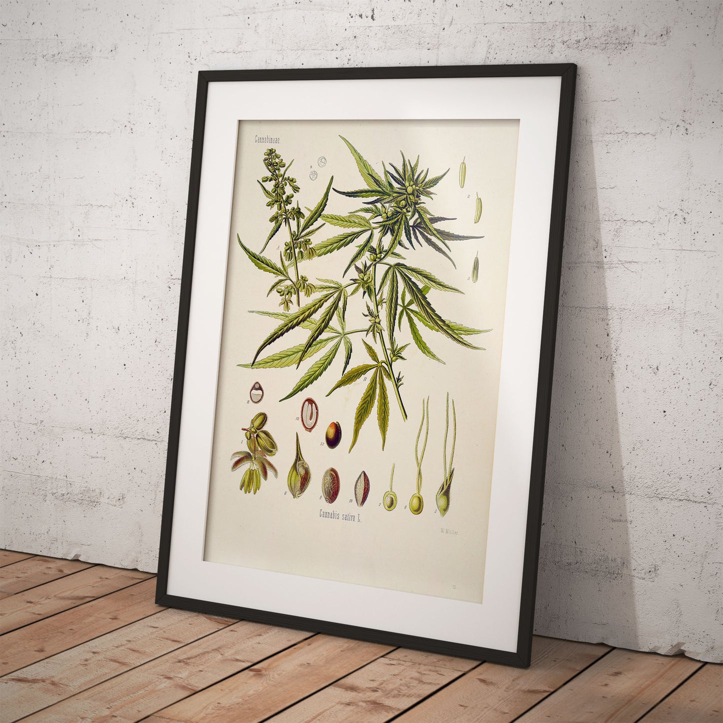Cannabis (Hemp) from Köhler’s Medicinal Plants / Cannabis sativa