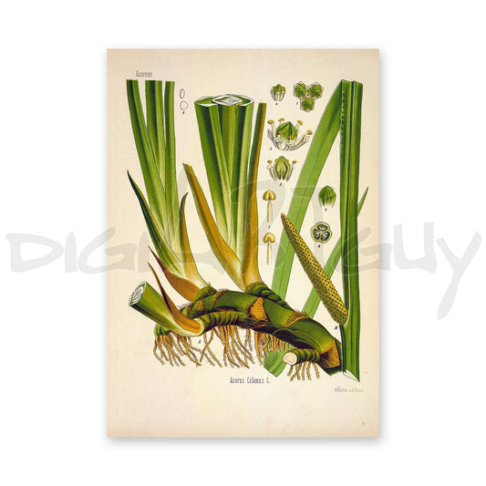 Sweet flag from Köhler’s Medicinal Plants / Acorus calamus