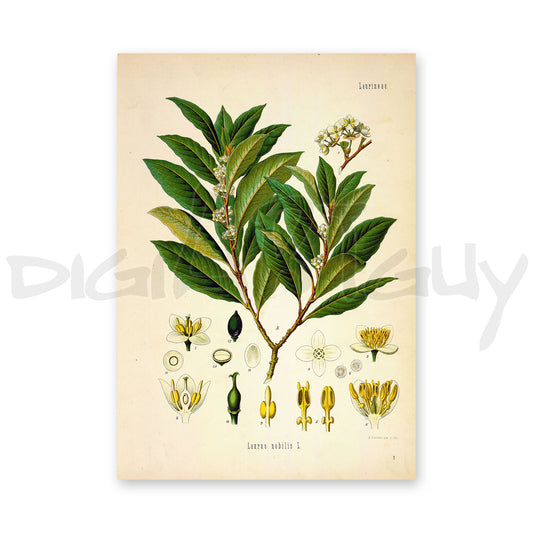 Laurel from Köhler’s Medicinal Plants / Laurus nobilis