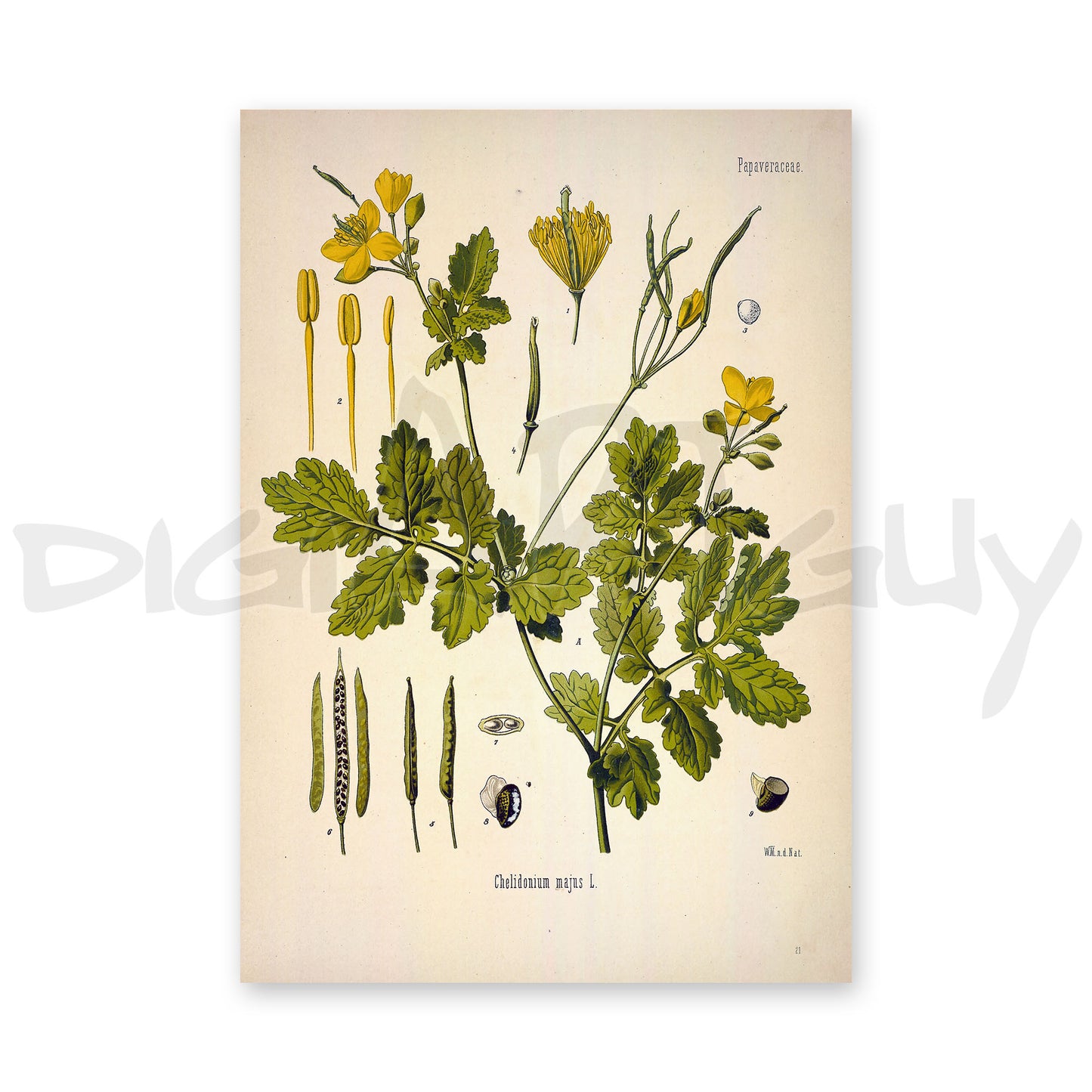 The Greater Celandine from Köhler’s Medicinal Plants / Chelidonium majus