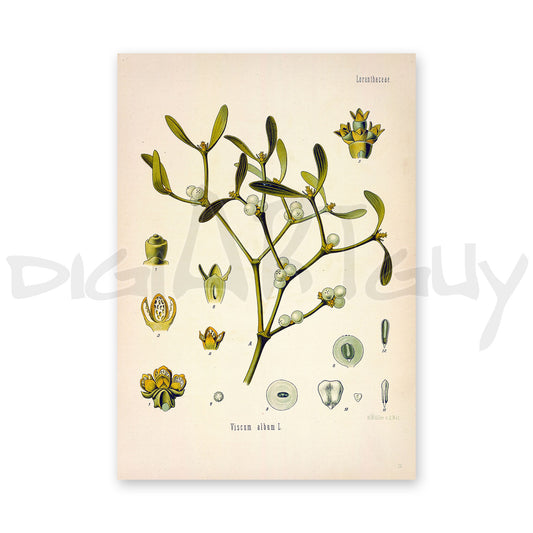 Mistletoe from Köhler’s Medicinal Plants / Viscum album