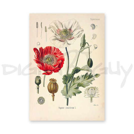 Opium poppy from Köhler’s Medicinal Plants / Papaver somniferum