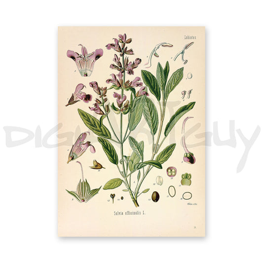 Sage from Köhler’s Medicinal Plants / Salvia officinalis