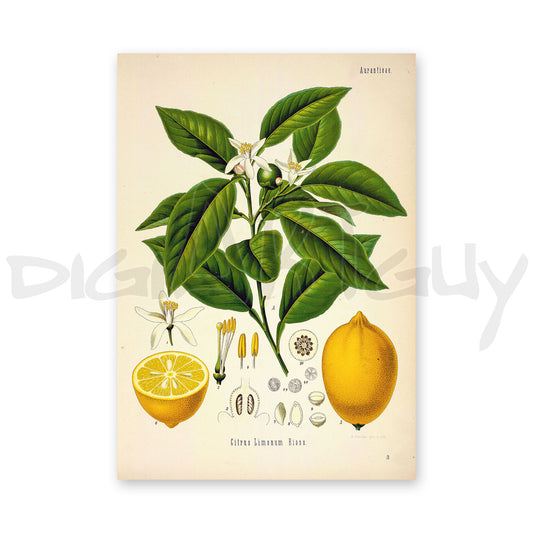 Lemon from Köhler’s Medicinal Plants / Citrus limon