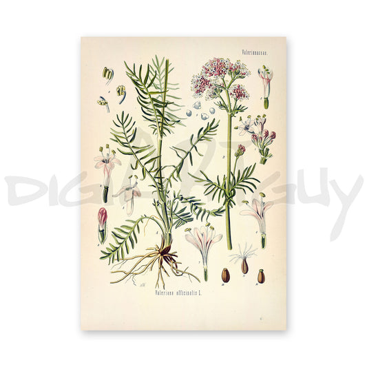 Valerian from Köhler’s Medicinal Plants / Valeriana officinalis