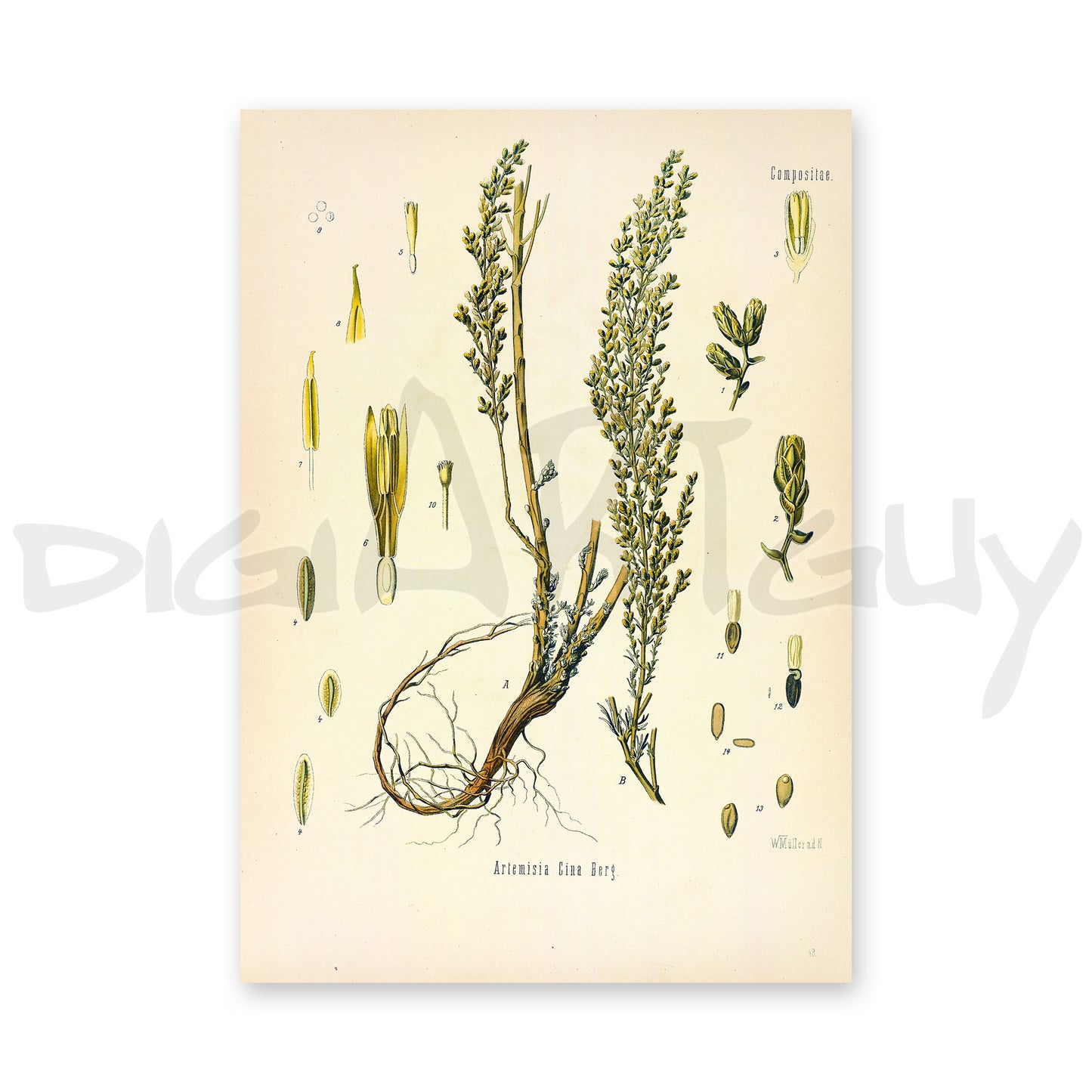 Wormseed from Köhler’s Medicinal Plants / Seriphidium cinum syn. Artemisia cina