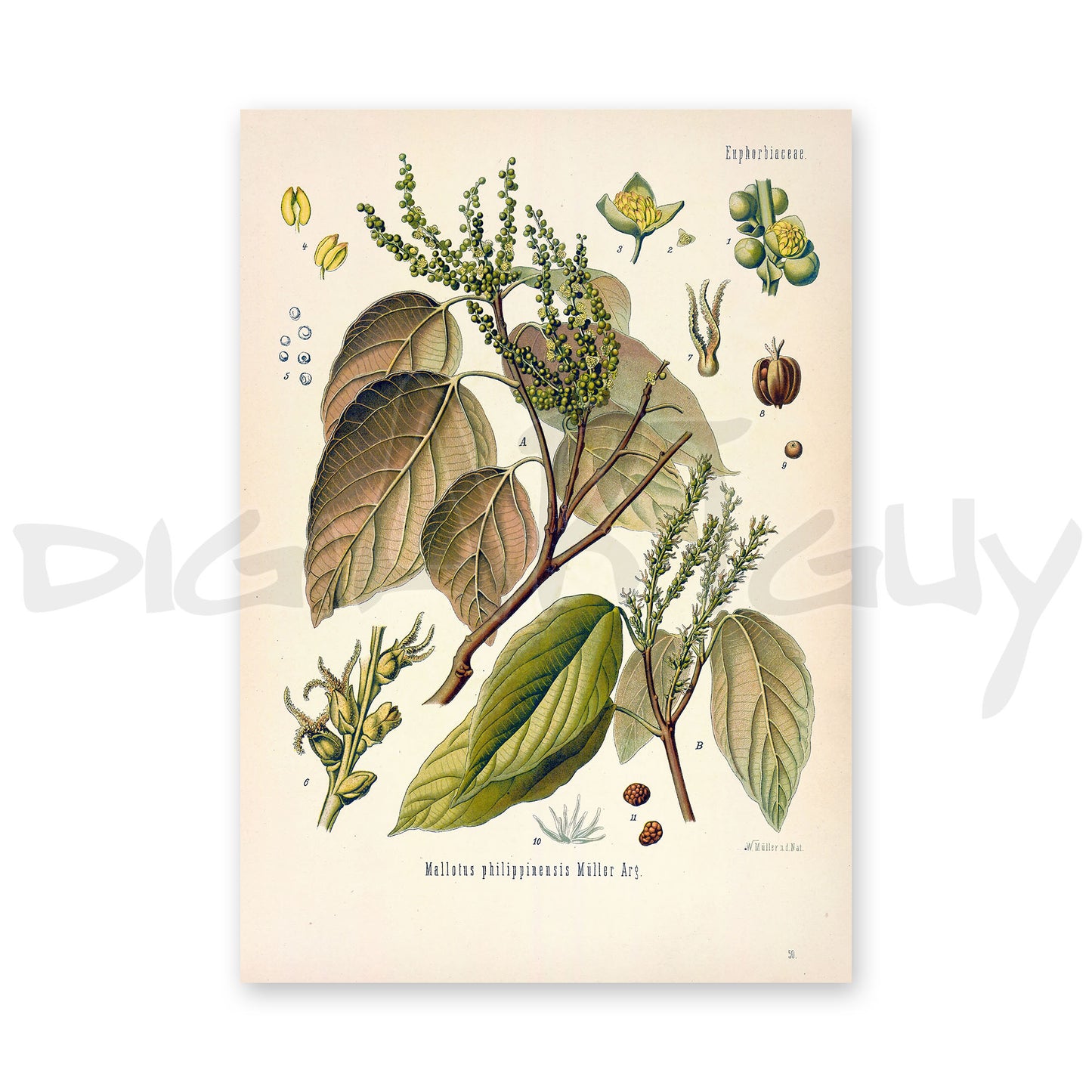 Kamala tree from Köhler’s Medicinal Plants / Mallotus philippensis