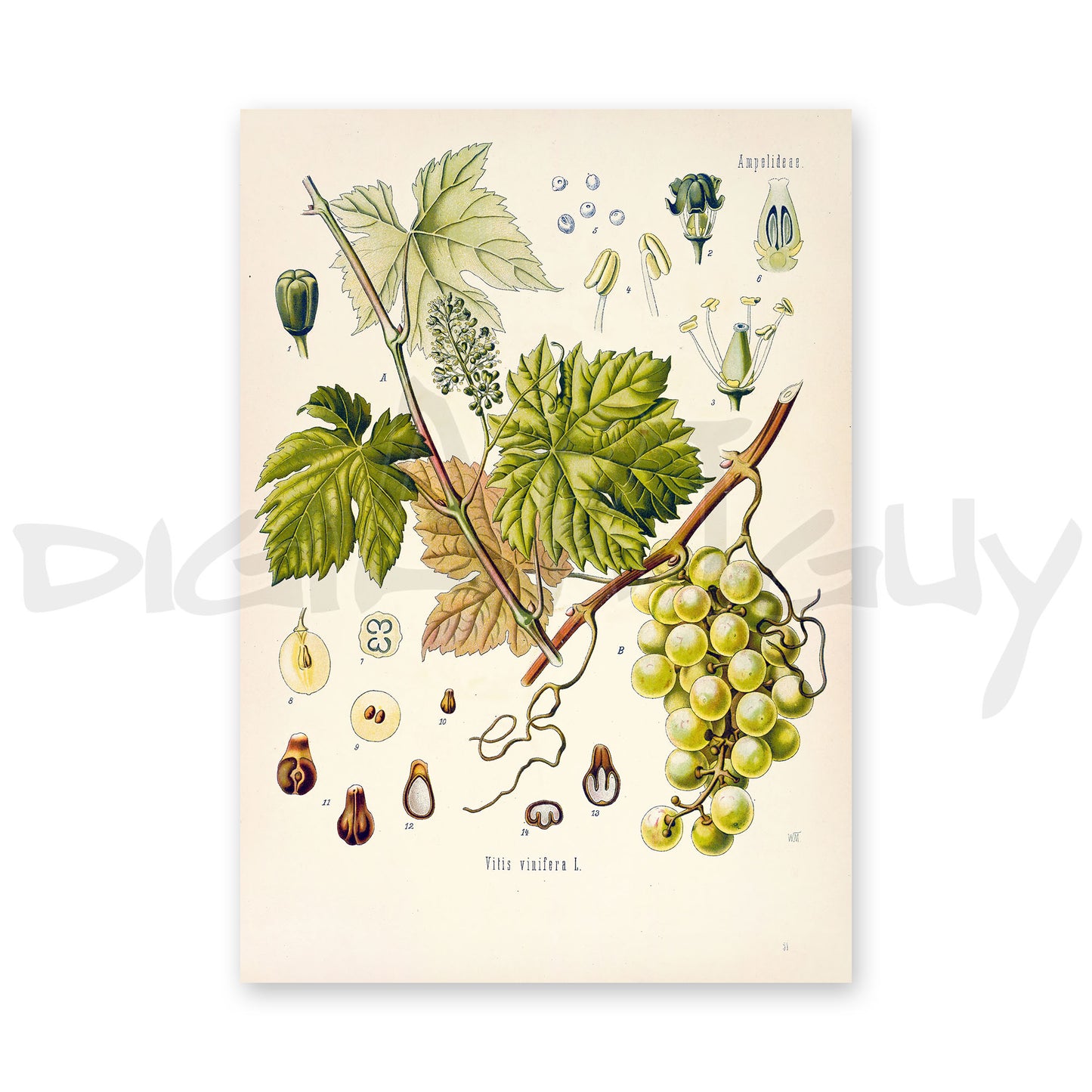 The common grape vine from Köhler’s Medicinal Plants / Vitis vinifera