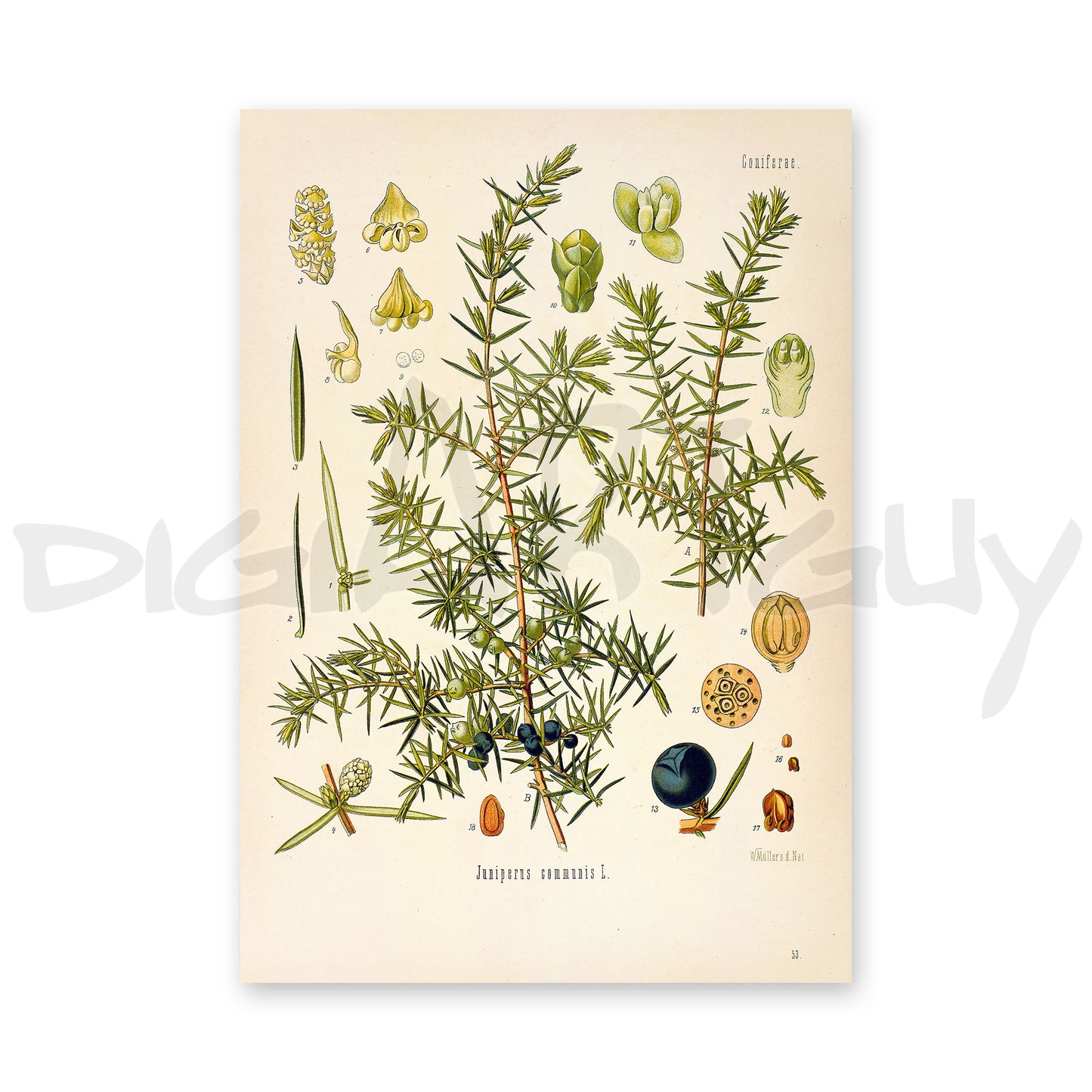 Juniper from Köhler’s Medicinal Plants / Juniperus communis