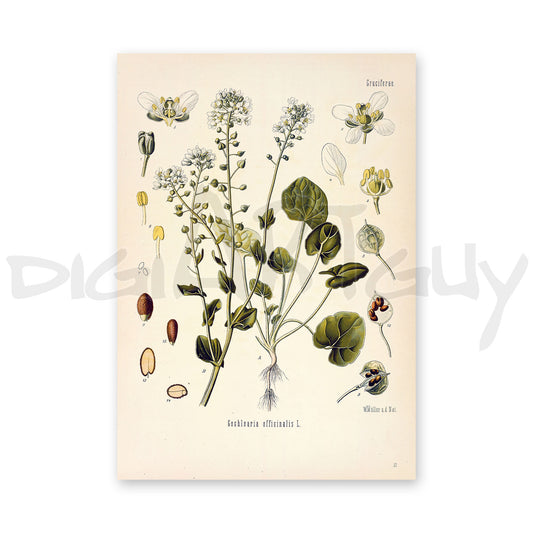 Scurvygrass from Köhler’s Medicinal Plants / Cochlearia officinalis