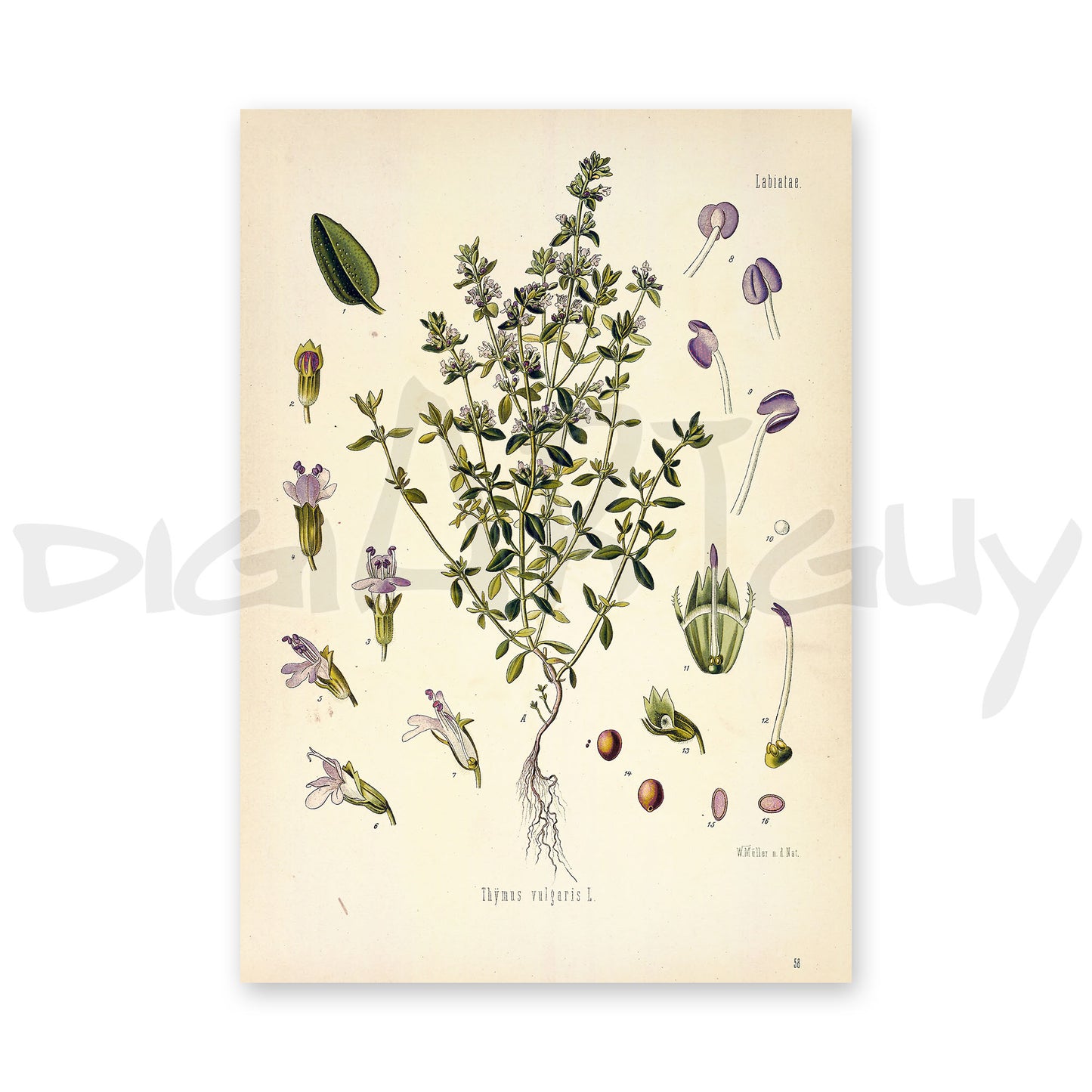 Common thyme from Köhler’s Medicinal Plants / Thymus vulgaris