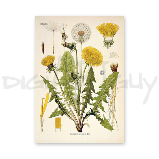 Dandelion from Köhler’s Medicinal Plants / Taraxacum officinale