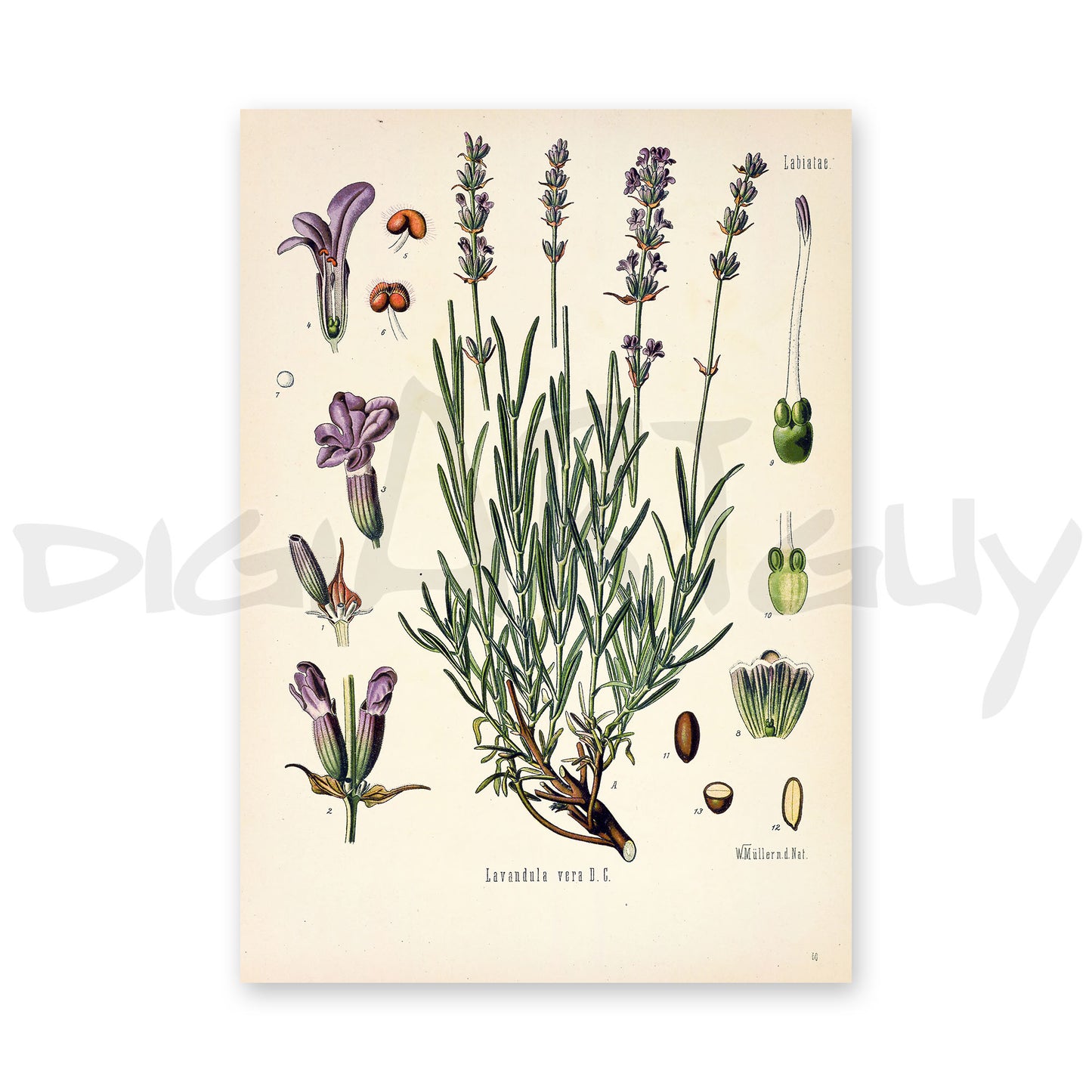 Lavender from Köhler’s Medicinal Plants / Lavandula angustifolia