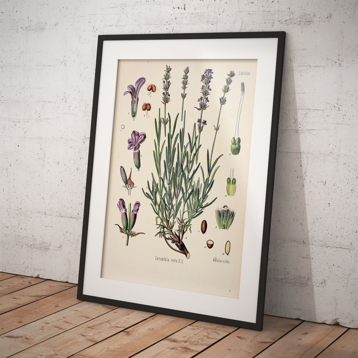 Lavender from Köhler’s Medicinal Plants / Lavandula angustifolia